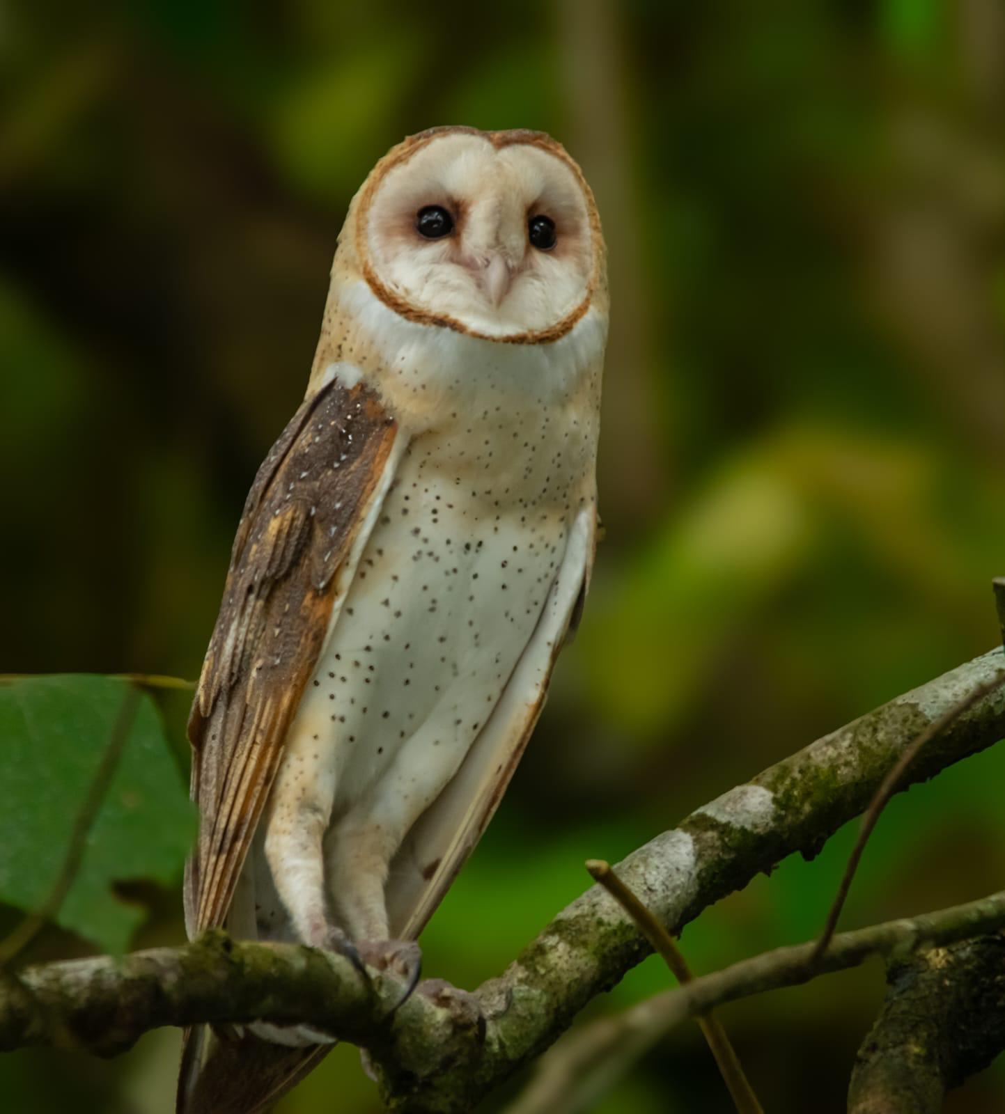 Spectacled Owl & Tropical Raptors (Pulsatrix perspicillata)