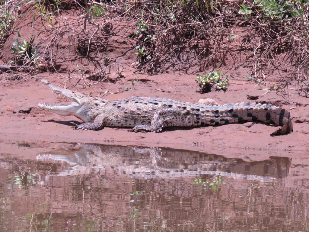 american crocodrile