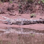 american crocodrile