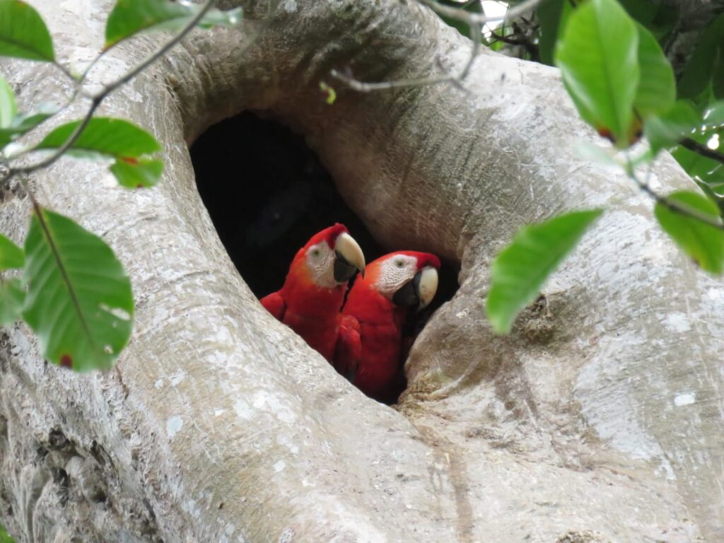 Birdwatching Experience