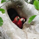 birdwatching experience