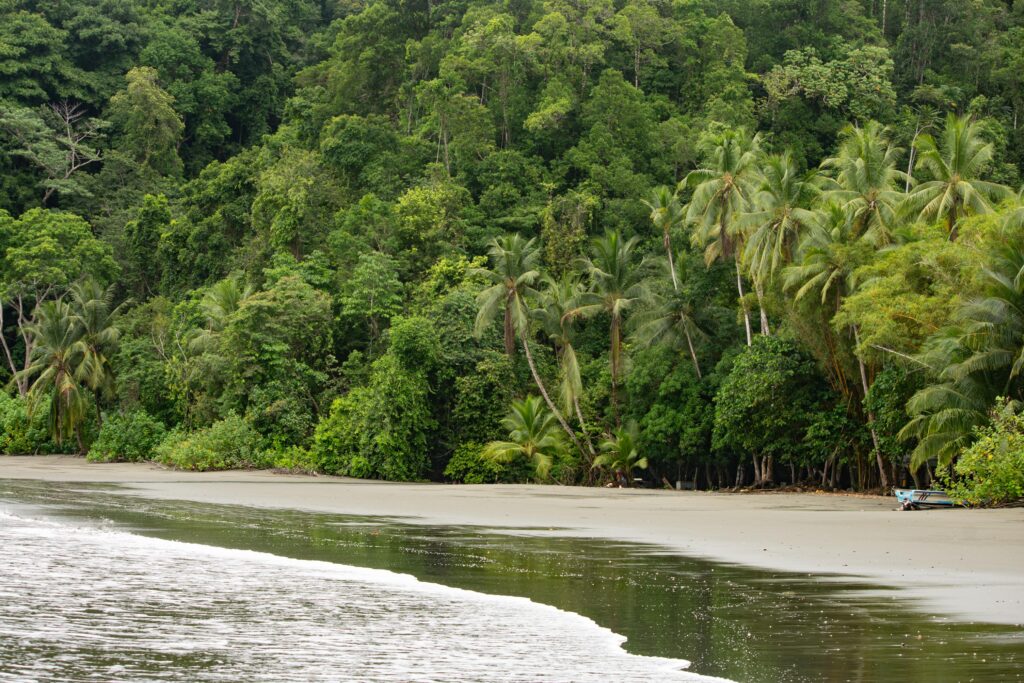 Mangrove & Violines Island Tour