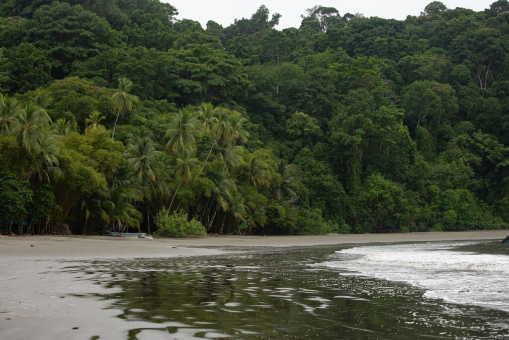 mangrove & violines island tour