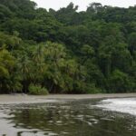 mangrove and violines beach