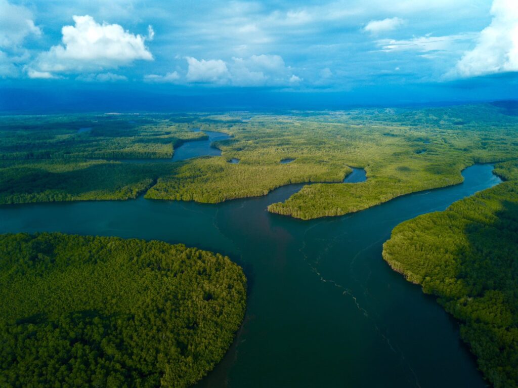 mangrove ecosystem in Sierpe