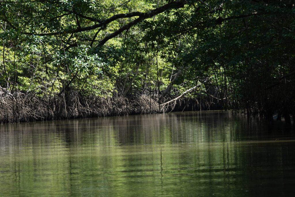 mangrove forest