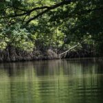 mangrove forest