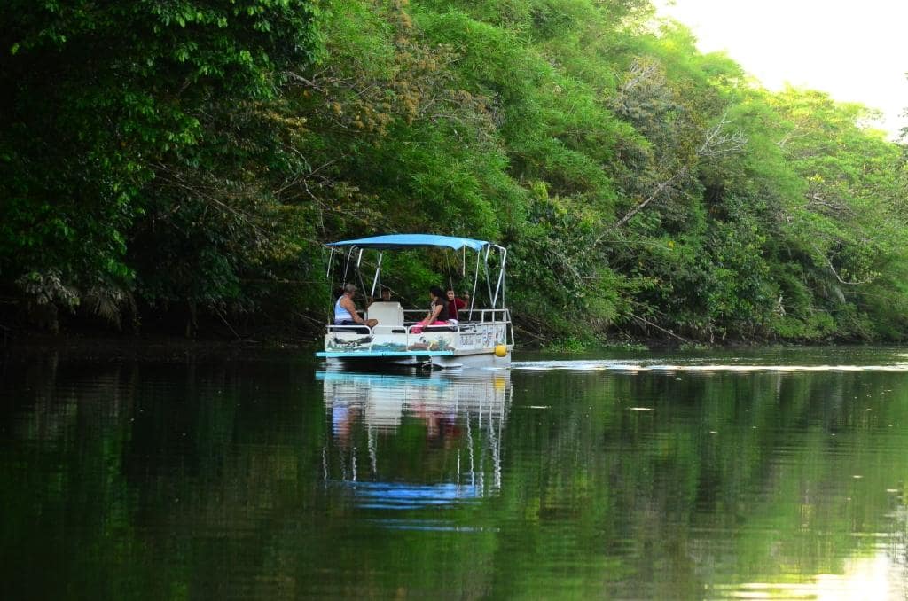 Daytime Mangrove Tour