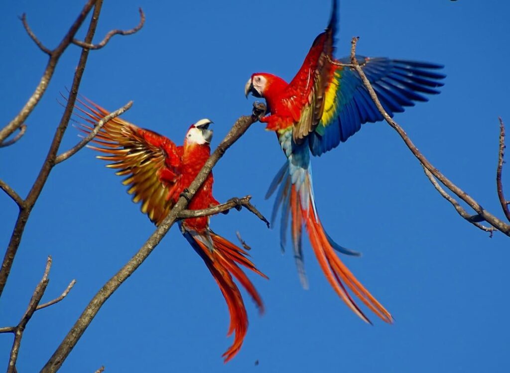 scarlet macaws fighting