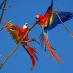 scarlet macaws fighting