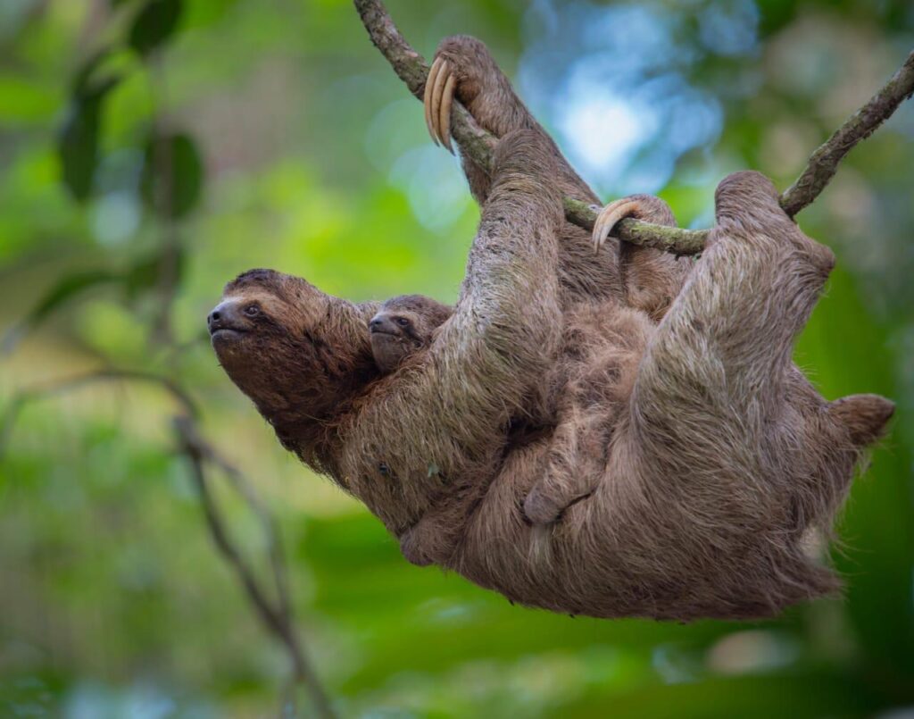 sloth