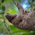 sloth